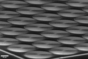 Array of gold patterned Fresnel zone plates (Rob Peters, Applied Nanotools Inc.)
