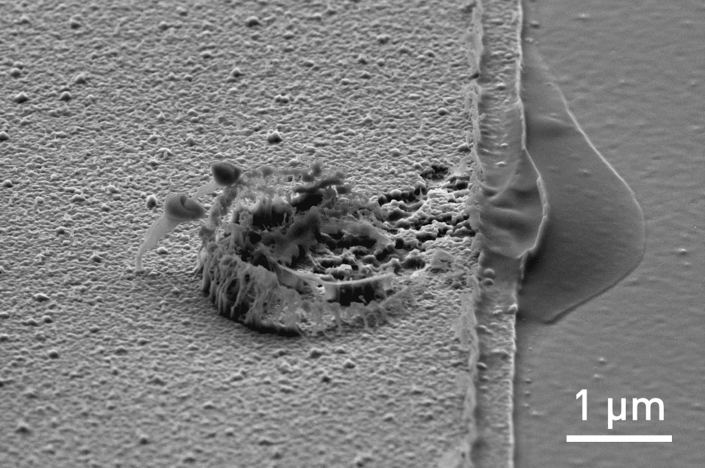 SEM image of corrosion on dry-etched aluminum features masked with HPR504 photoresist.